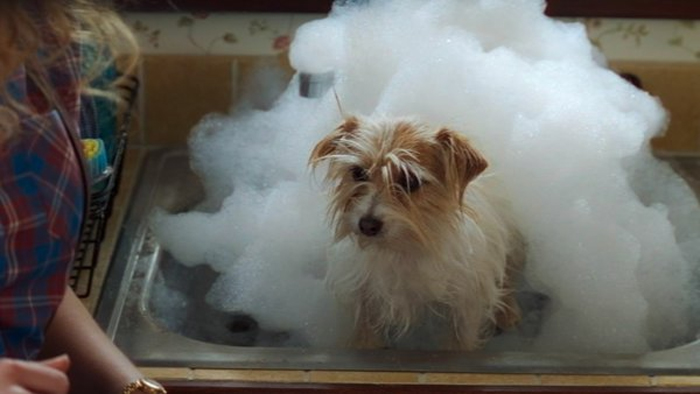 Sparky, o cãozinho no 5º episódio de WandaVision